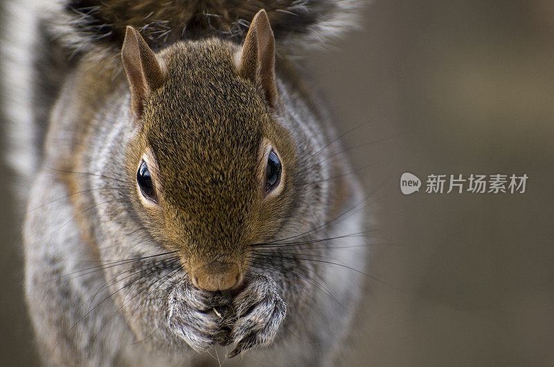 东部灰松鼠(Sciurus carolinensis)